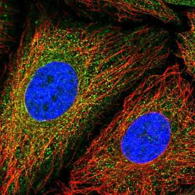 Immunocytochemistry/ Immunofluorescence: MCM3AP Antibody [NBP2-58502]