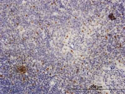 Immunohistochemistry-Paraffin: MCM4 Antibody [H00004173-B01P]