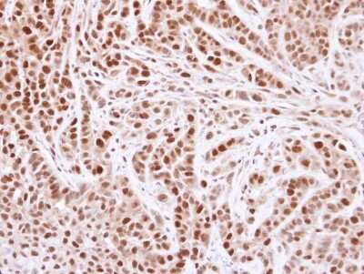 Immunohistochemistry-Paraffin: MCM4 Antibody [NBP1-33105]