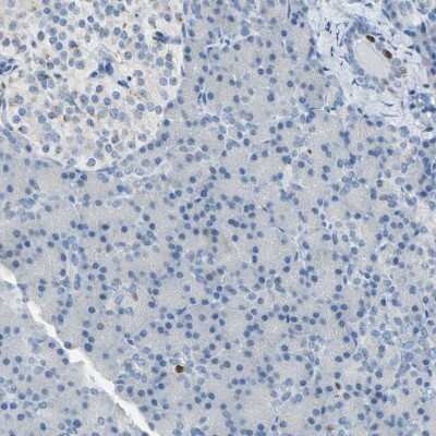 Immunohistochemistry-Paraffin: MCM4 Antibody [NBP1-85728]