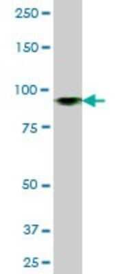 Western Blot: MCM4 Antibody [H00004173-B01P]