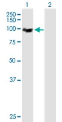 Western Blot: MCM4 Antibody [H00004173-B01P]