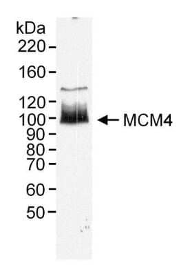 Western Blot: MCM4 Antibody [NB100-290]