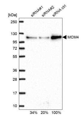 Western Blot: MCM4 Antibody [NBP2-58370]