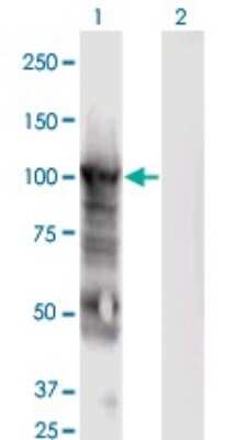 Western Blot: MCM6 Antibody (7D8) [H00004175-M04]