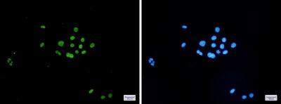 Immunocytochemistry/ Immunofluorescence: MCM6 Antibody (S02-2I2) [NBP3-19486]