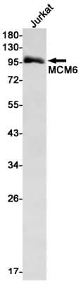 Western Blot: MCM6 Antibody (S02-2I2) [NBP3-19486]