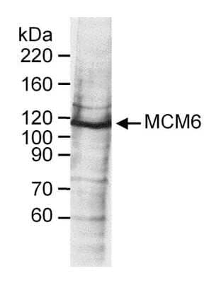 Western Blot: MCM6 Antibody [NB100-251]