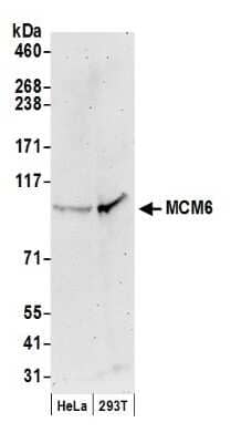 Western Blot: MCM6 Antibody [NB100-251]