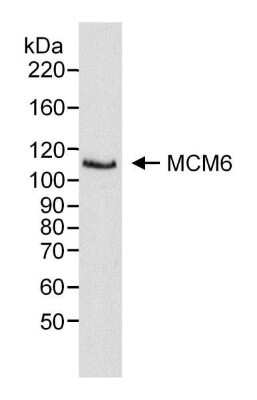 Western Blot: MCM6 Antibody [NB100-291]