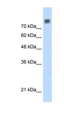 Western Blot: MCM6 Antibody [NBP1-58075]