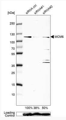 Western Blot: MCM6 Antibody [NBP1-82642]
