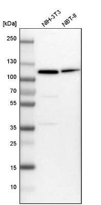 Western Blot: MCM6 Antibody [NBP1-82642]