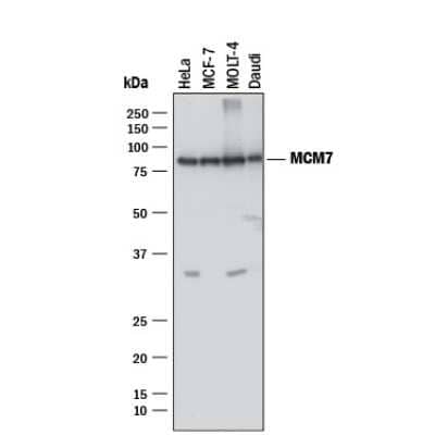 Western Blot: MCM7 Antibody (2068C)Azide and BSA Free [MAB92171]