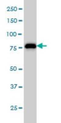 Western Blot: MCM7 Antibody (6C2) [H00004176-M01]