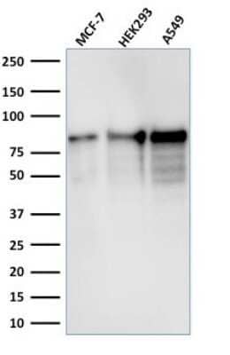 Western Blot: MCM7 Antibody (MCM7/1467)Azide and BSA Free [NBP2-59609]