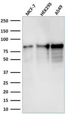 Western Blot: MCM7 Antibody (MCM7/1467) [NBP2-59608]