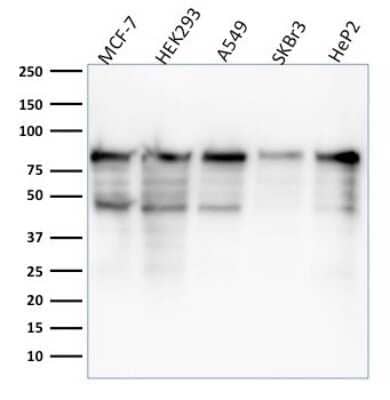 Western Blot: MCM7 Antibody (MCM7/1468)Azide and BSA Free [NBP2-59611]