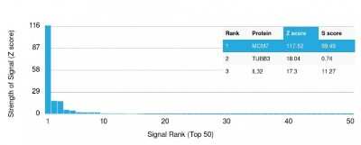 Protein Array: MCM7 Antibody (MCM7/1468) [NBP2-59610]