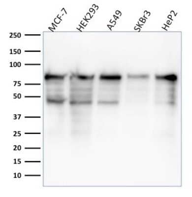 Western Blot: MCM7 Antibody (MCM7/1468) [NBP2-59610]