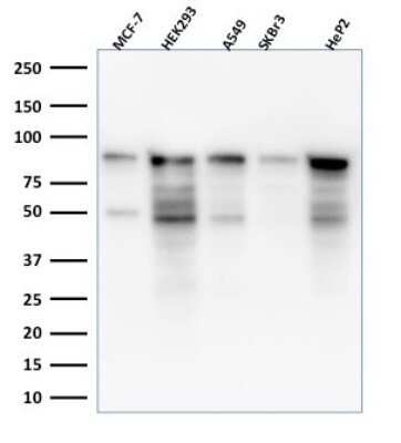 Western Blot: MCM7 Antibody (MCM7/1469)Azide and BSA Free [NBP2-59614]