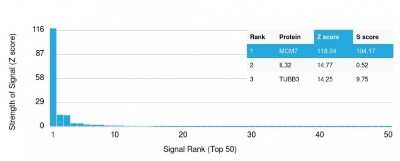 Protein Array: MCM7 Antibody (MCM7/1469) [NBP2-59613]