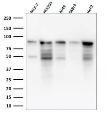 Western Blot: MCM7 Antibody (MCM7/1469) [NBP2-59613]