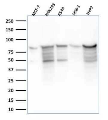 Western Blot: MCM7 Antibody (MCM7/2756R)Azide and BSA Free [NBP3-08404]