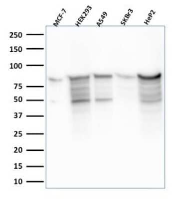 Western Blot: MCM7 Antibody (MCM7/2756R) [NBP3-07283]