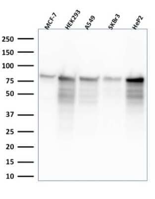 Western Blot: MCM7 Antibody (MCM7/2832R)Azide and BSA Free [NBP3-08405]