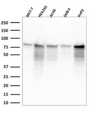 Western Blot: MCM7 Antibody (MCM7/2832R) [NBP3-07284]