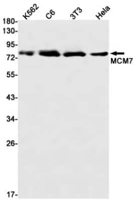 Western Blot: MCM7 Antibody (S07-7A4) [NBP3-14878]