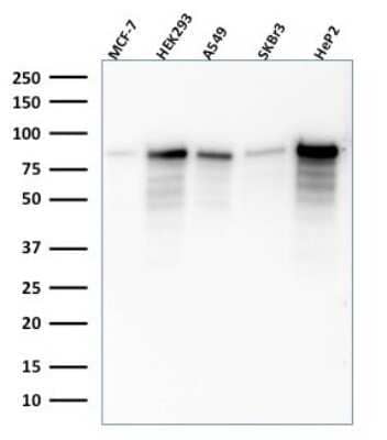 Western Blot: MCM7 Antibody (SPM379)Azide and BSA Free [NBP2-54460]