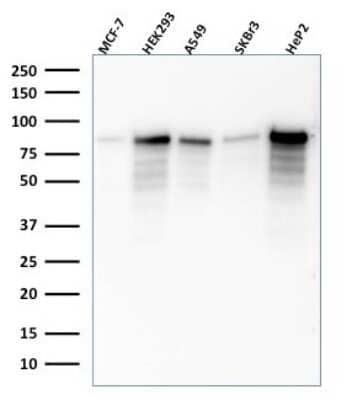 Western Blot: MCM7 Antibody (SPM379) [NBP2-53219]