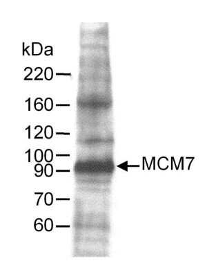 Western Blot: MCM7 Antibody [NB100-252]
