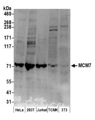 Western Blot: MCM7 Antibody [NB100-252]