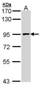 Western Blot: MCM7 Antibody [NBP1-31350]