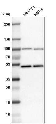 Western Blot: MCM7 Antibody [NBP1-85721]