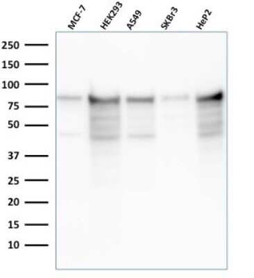 Western Blot: MCM7 Antibody (rMCM7/1468) [NBP3-07277]