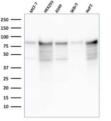 Western Blot: MCM7 Antibody (rMCM7/1468)Azide and BSA Free [NBP3-08389]