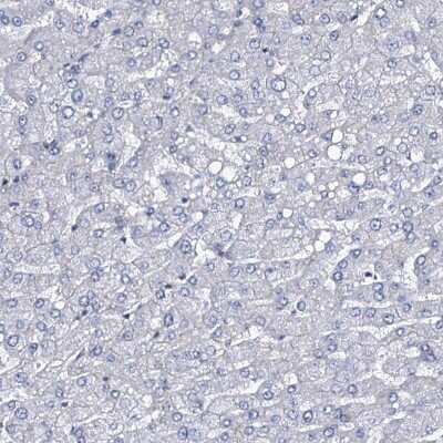 Immunohistochemistry-Paraffin: MCMBP Antibody [NBP1-90746]