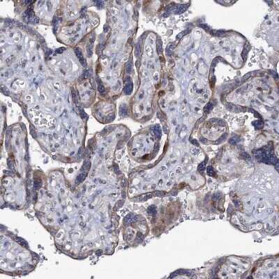 Immunohistochemistry-Paraffin: MCMBP Antibody [NBP1-90746]