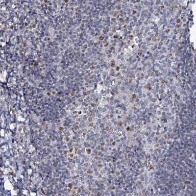 Immunohistochemistry-Paraffin: MCMBP Antibody [NBP1-90746]