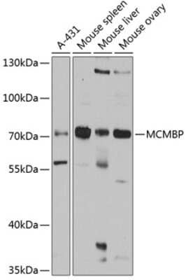 Western Blot: MCMBP AntibodyBSA Free [NBP3-04571]