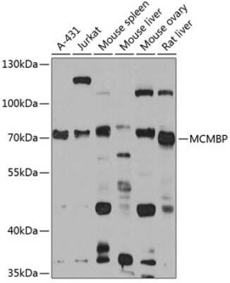 Western Blot: MCMBP AntibodyBSA Free [NBP3-04572]