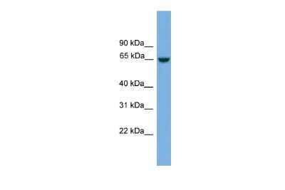 Western Blot: MCMDC2 Antibody [NBP2-84155]