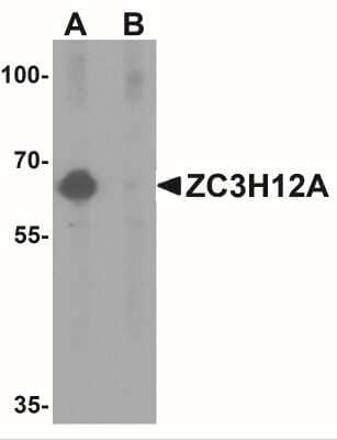 Western Blot: MCPIP1/ZC3H12A AntibodyBSA Free [NBP1-76258]