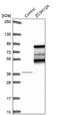 Western Blot: MCPIP1/ZC3H12A Antibody [NBP2-37871]