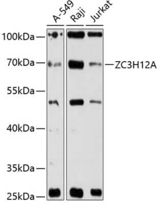 Western Blot: MCPIP1/ZC3H12A AntibodyAzide and BSA Free [NBP3-03272]