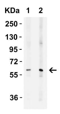 Western Blot: MCPIP1/ZC3H12A AntibodyBSA Free [NBP3-18333]